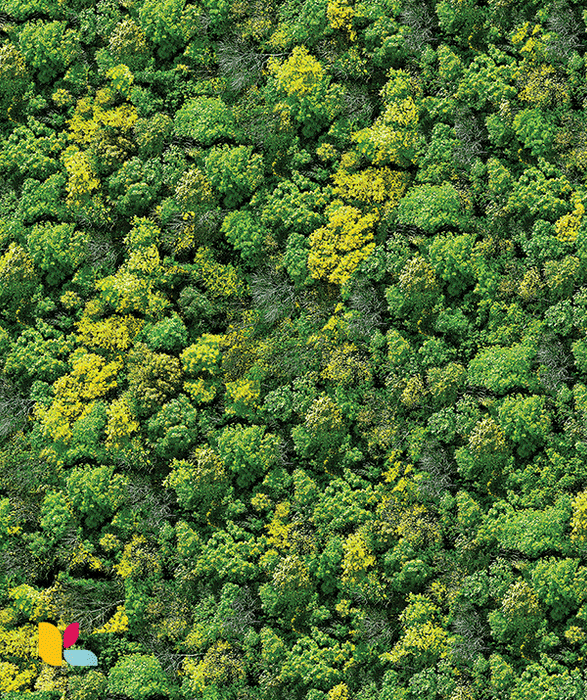 Papier Peint Forêt Luxuriante - Nature Éclatante