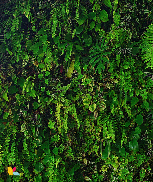 Papier peint mur végétal luxuriant - Évasion et nature intérieure