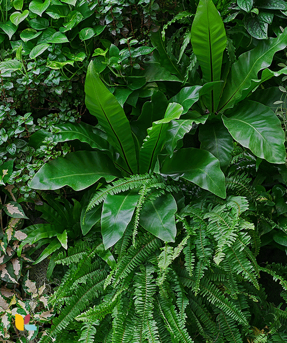 Papier peint mur végétal luxuriant - Évasion et nature