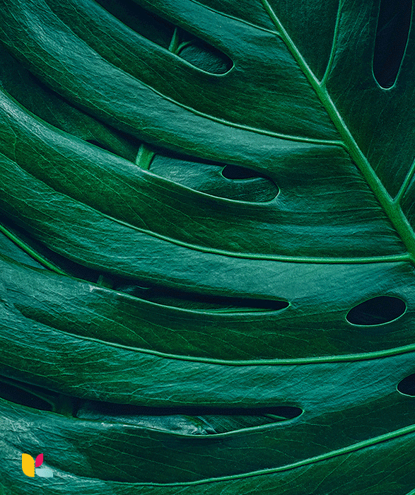 Papier peint feuille tropicale Monstera - Élégance et modernité naturelle