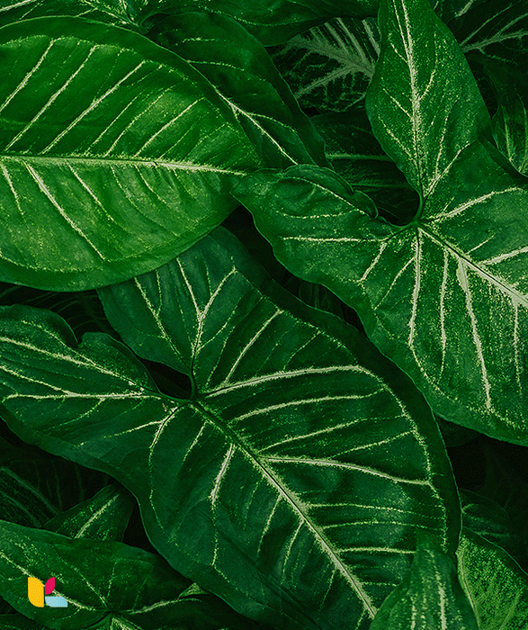 Papier peint feuilles tropicales veinées - Élégance naturelle et design sophistiqué