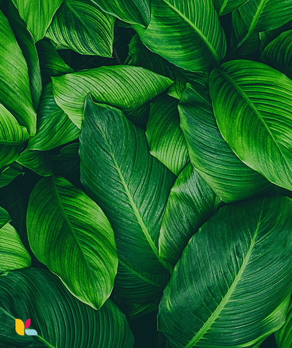 Papier peint feuilles vertes - Fraîcheur tropicale et élégance naturelle