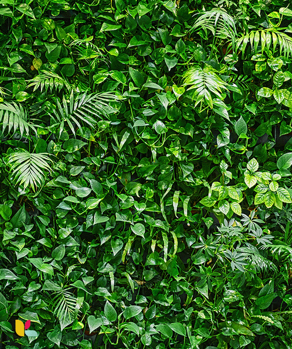 Papier peint mur végétal luxuriant - Fraîcheur et verdure naturelle