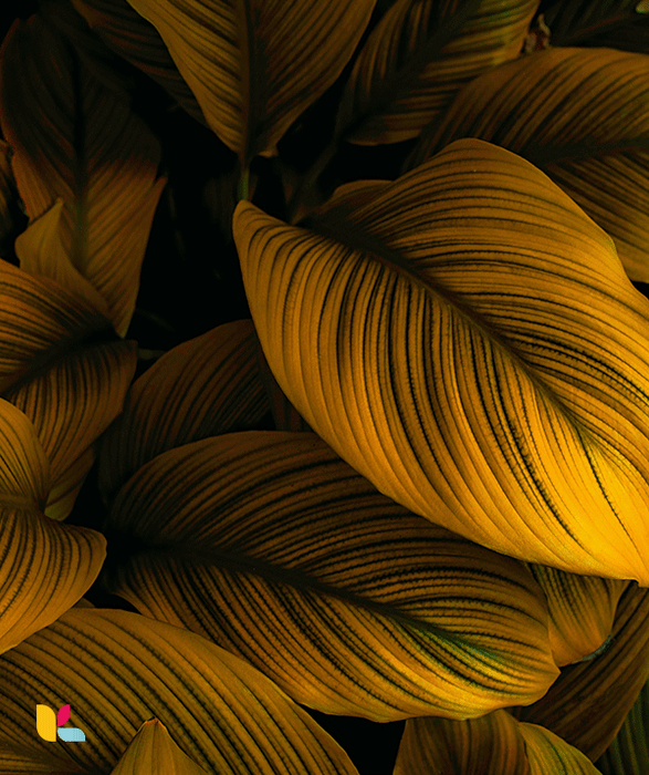 Papier Peint Feuilles Tropicales Dorées - Ambiance Luxueuse et Chaleureuse