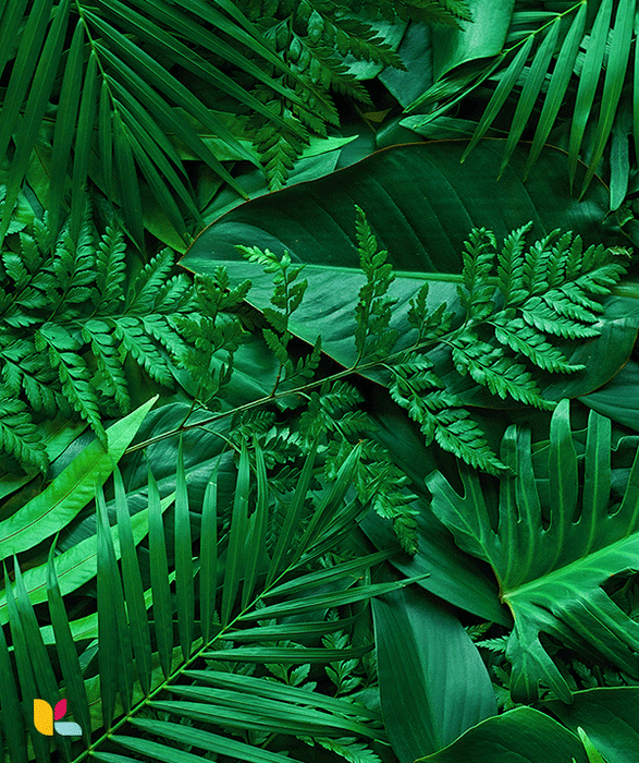 Papier peint feuillage tropical luxuriant - Évasion et verdure apaisante